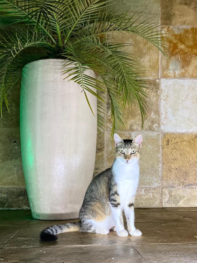 Villa Corsica Prea Buitenkant foto